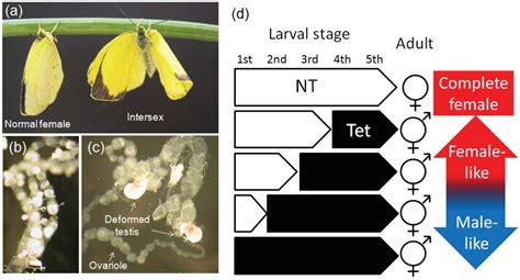 Insects | Special Issue : Symbiosis: A Source of Evolutionary ...