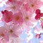 Image result for Free Spring Desktops