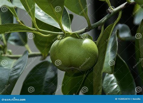 Close Up of Manchineel Tree Apple Fruit and Leaves Stock Photo - Image of manchineel, dangerous ...