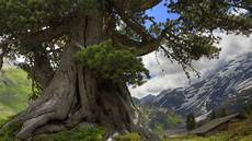 Tree Wallpaper by 40 Hd Tree Wallpapers Backgrounds For Free Tree Wallpaper