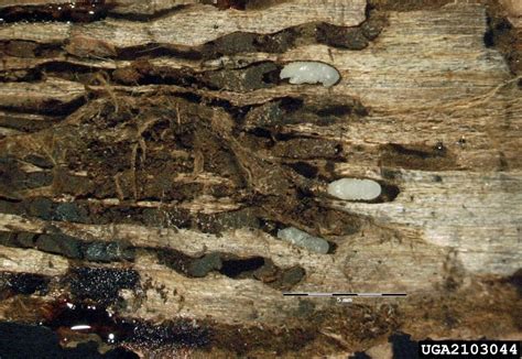 Image result for Microcrypticus Scriptum