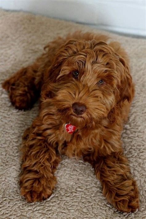 Image result for Red Cockapoo