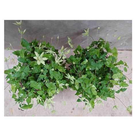 Clematis florida 'Alba plena' | Seeding