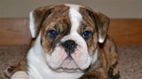 Bully Pitbull Mix With English Bulldog at Angel Singleton blog