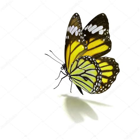 Yellow Monarch Butterfly
