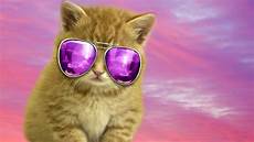 Cool Cat Wallpapers by Cool Cat Backgrounds Wallpaper Cave Cool Cat Wallpapers