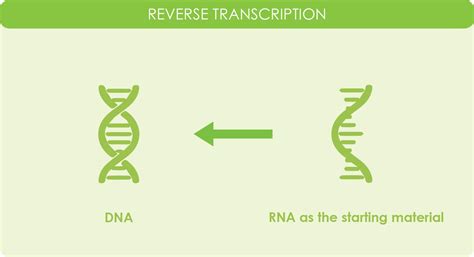 Image result for Transcriptase Enzyme