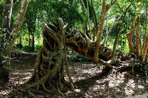 平塘甲茶景区发现众多热带雨林植物“绞杀”现象-贵州旅游在线