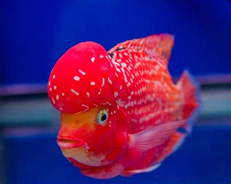 Winter Care Guide for Flowerhorn Fish