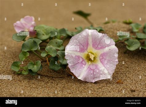 Vanilla JavaScript Project に対する画像結果
