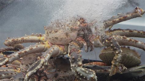 Biggest King Crab