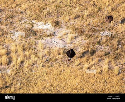 Two ostriches at the ostrich egg nest with three eggs in the Okovango Delta. The photo was taken ...