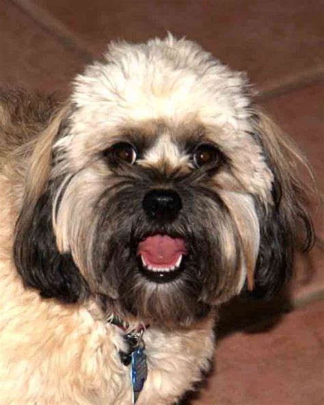 Image result for Savage Cockapoo Dogs