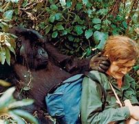 Image result for Fossey