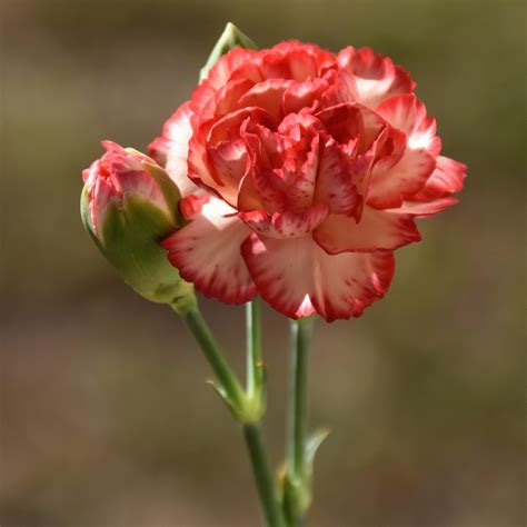 Carnation Flower Plant - Free photo on Pixabay - Pixabay