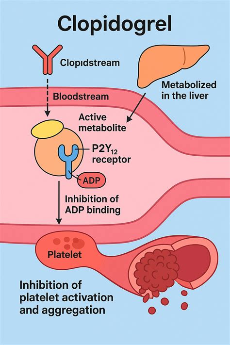 Mechanism Of Clopidogrel