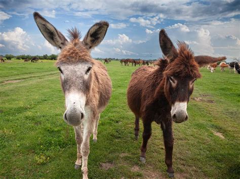 Hinny vs. Mule: Are They Different? - A-Z Animals