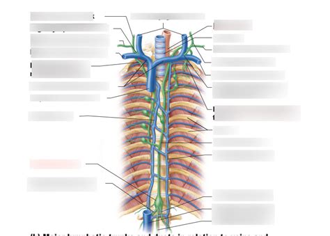 Image result for Lymphatic Trunks Model