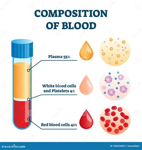 Composition of Blood Vector Illustration. Labeled Anatomical Structure Scheme Stock Vector ...
