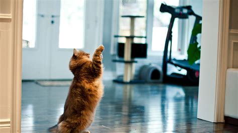 Image result for Cat Training Tutorials