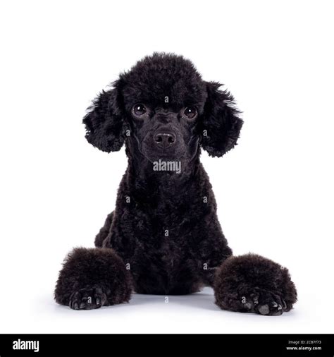 Black miniature poodle hi-res stock photography and images - Alamy