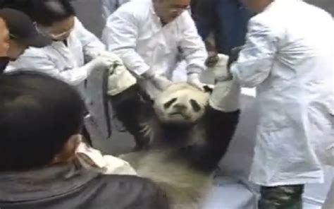 野生大熊猫受伤救助视频大合集_哔哩哔哩_bilibili