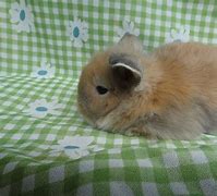 Image result for Baby American Fuzzy Lop