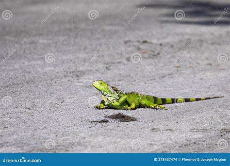 Exotic, Invasive Green Iguana at Brian Piccolo Park Stock Photo - Image ...
