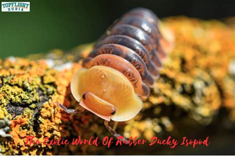 Rubber Ducky Isopod Care Guide | TopFlight Dubia - TopFlight Dubia