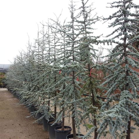 Cedrus Blue Atlas