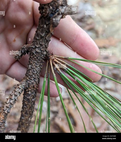 loblolly pine (Pinus taeda Stock Photo - Alamy