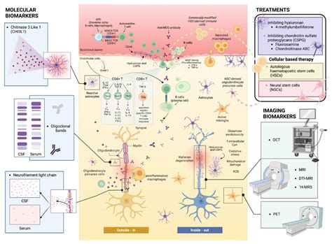 The Heterogeneous Progressive Multiple Sclerosis Lesion. How Can We ...