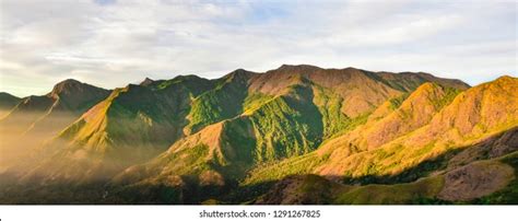 Image result for Urease-Producing Probiotic Organisms