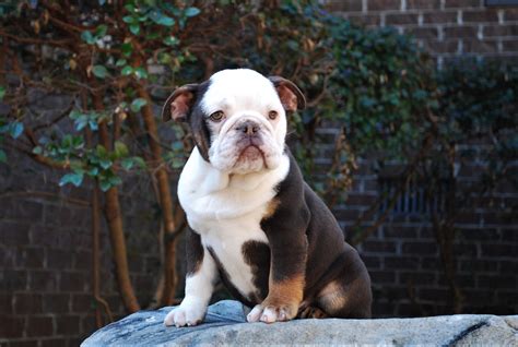 Olde English Bulldogge Rare Colors - Olde South Bulldogges