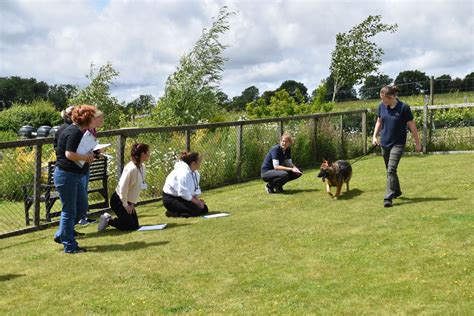 Level 4 - Gait analysis for canine hydrotherapy, Greyfriars Veterinary ...