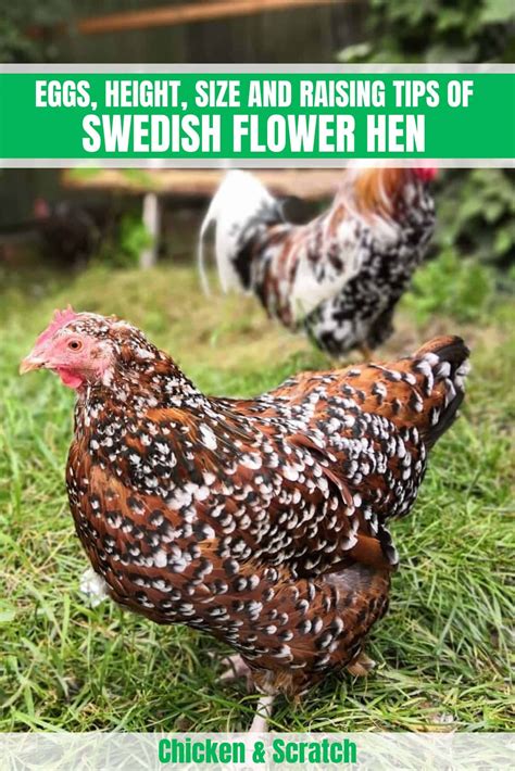 Swedish Flower Hen: Eggs, Height, Size and Raising Tips | Swedish ...