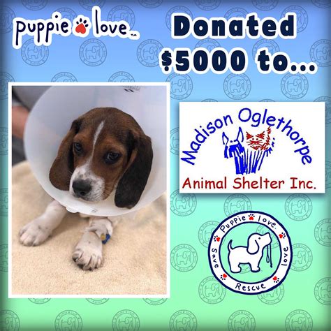 PUPPIE LOVE partners with the Madison Oglethorpe Animal Shelter ...