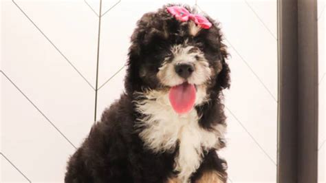 Bernedoodle Puppies for Sale Brookhaven | Bernedoodle Breeders