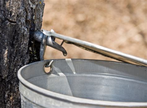 Image result for How to Get Sap Off Tree Trunk of Mastic Tree