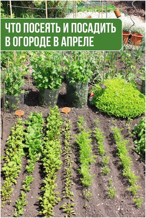 Что можно посеять и посадить в огороде в апреле | Огород, Растения, Сад