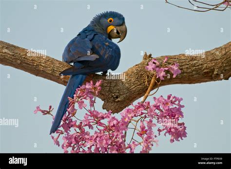 Image result for Modal HTML Example