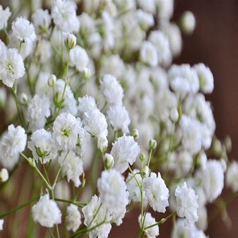 Babys Breath Flower Seeds gypsophila Elegans 200seeds - Etsy