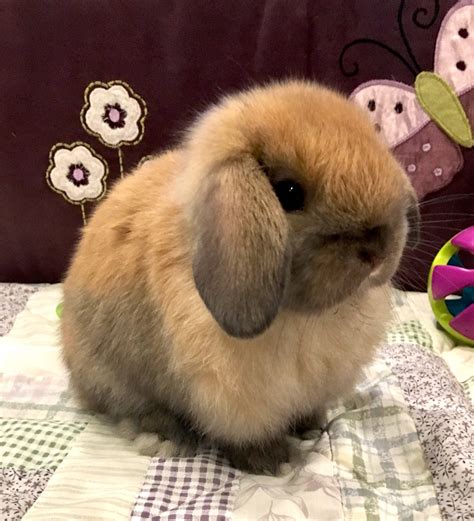 Holland Lop Rabbits For Sale | Pine Beach, NJ #250895