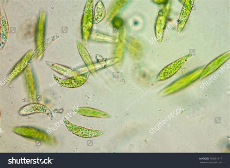 Euglena Cell Under Microscope