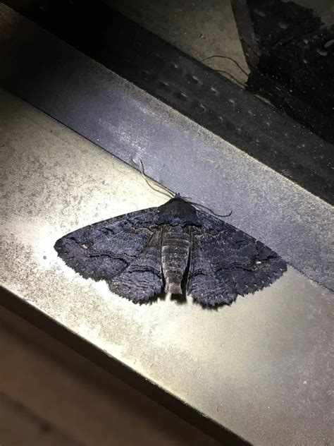 22 Types of Black Moths (Pictures and Identification)