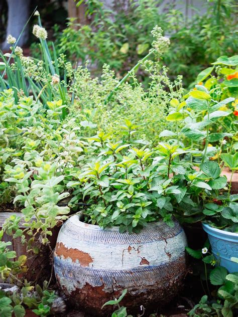 29 Perennial Herbs You Can Plant Once and Enjoy for Years - Garden Betty