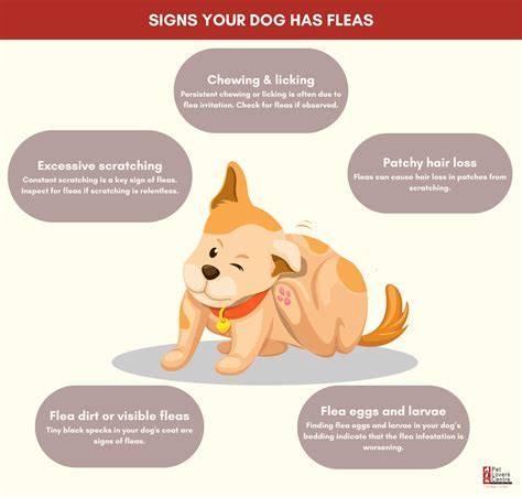 How Do I Know If My Dog Has Fleas: Signs & Solutions [FAQs]