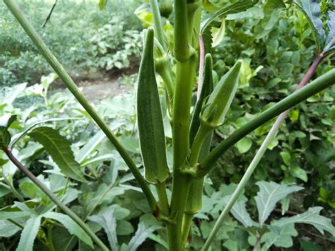 Image result for SmartPlant Monitoring System Using Arduino R4 Wi-Fi