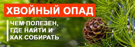 Хвойный опад в огороде и саду: чем полезен игольник и где его взять