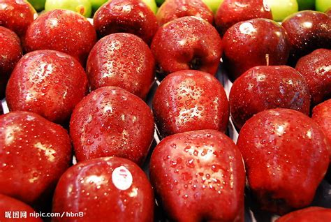 北京昌平的苹果红了，1500万公斤大丰收_社会热点_社会频道_云南网